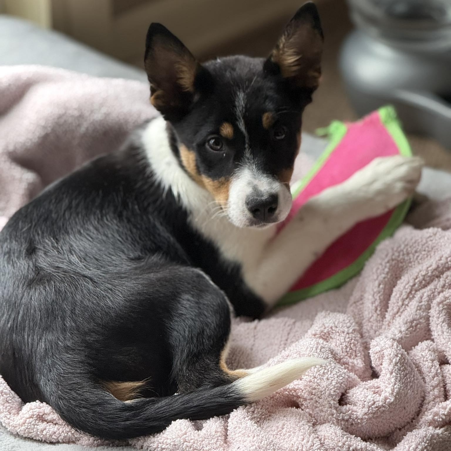 Greg, adopted, Young Male Border Collie & Australian Shepherd.