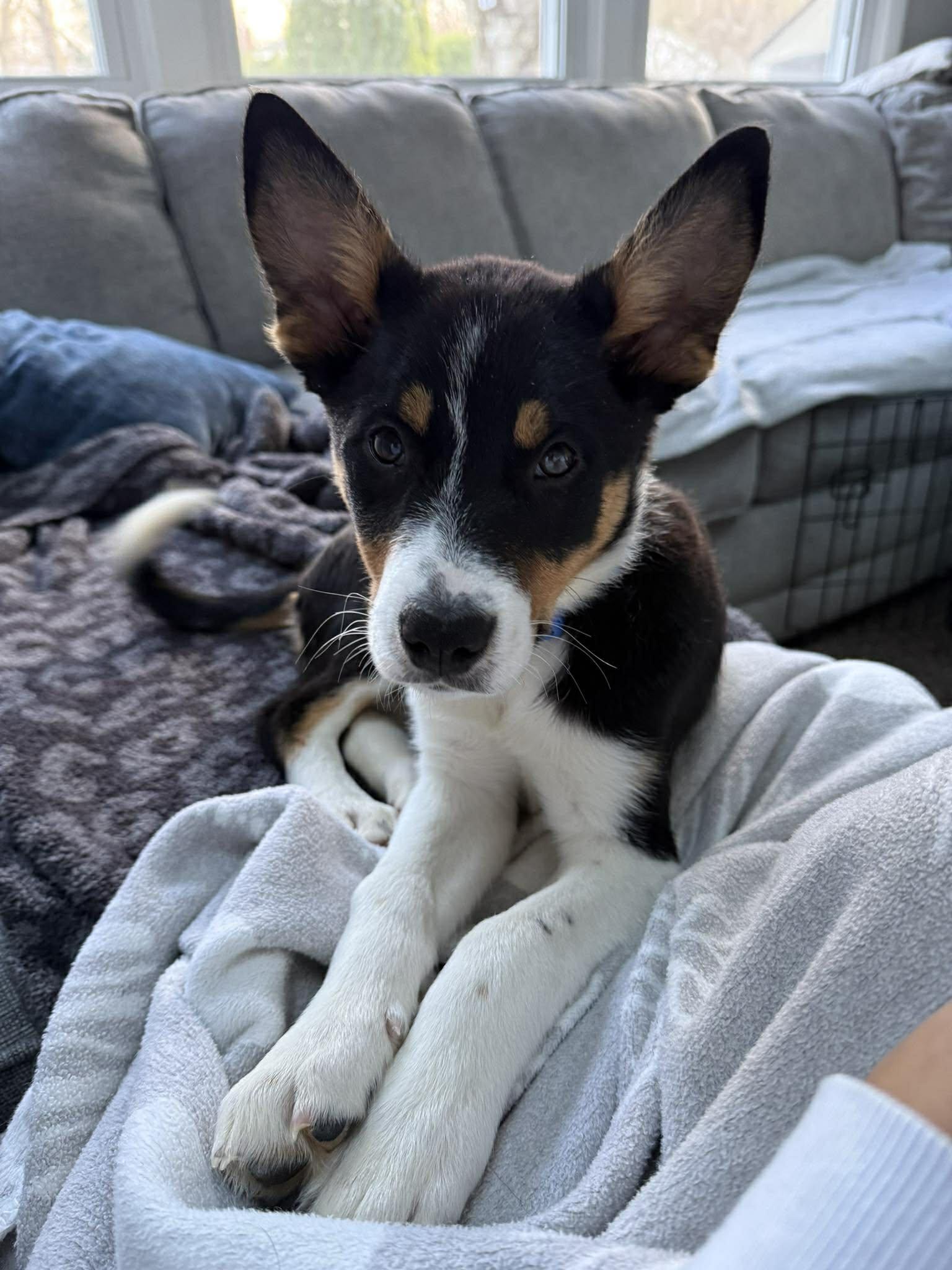 Enlarge Greg, an adopted mixed breed in Penfield, NY image 5/6