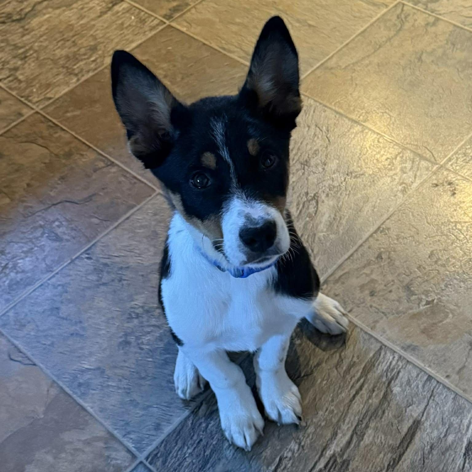 Enlarge Greg, an adopted mixed breed in Penfield, NY image 2/6