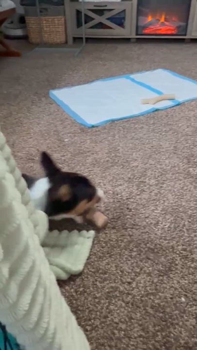 Enlarge Greg, an adopted mixed breed in Penfield, NY video 4/6