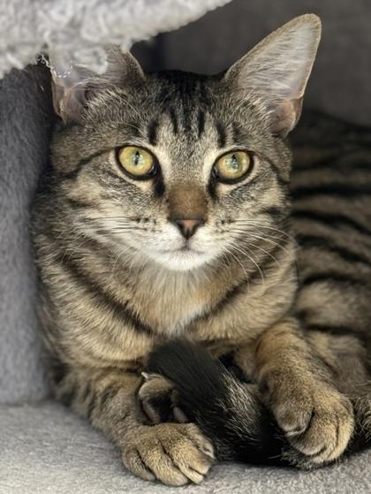 Enlarge Meadow, a Adoptable mixed breed in Venice, FL image 1/3