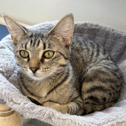 Enlarge Meadow, a Adoptable mixed breed in Venice, FL image 2/3