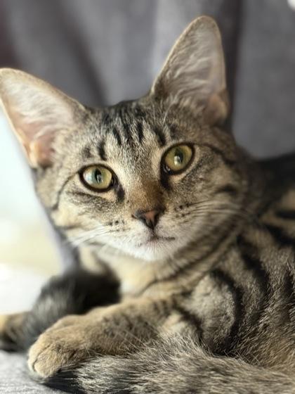 Enlarge Meadow, a Adoptable mixed breed in Venice, FL image 3/3