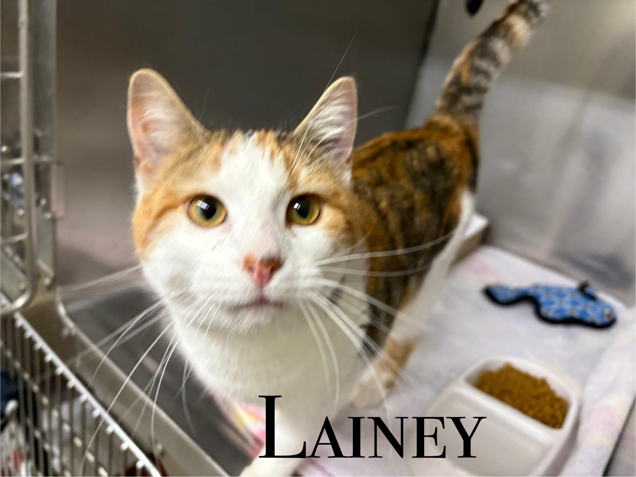 Lainey, Adoptable, Adult Female Domestic Short Hair.