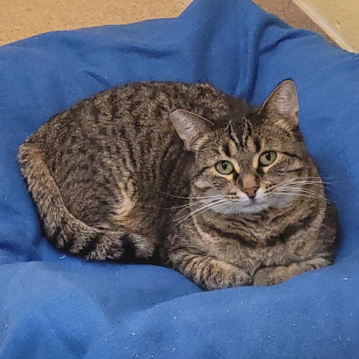 Root, Adoptable, Adult Female Domestic Short Hair.