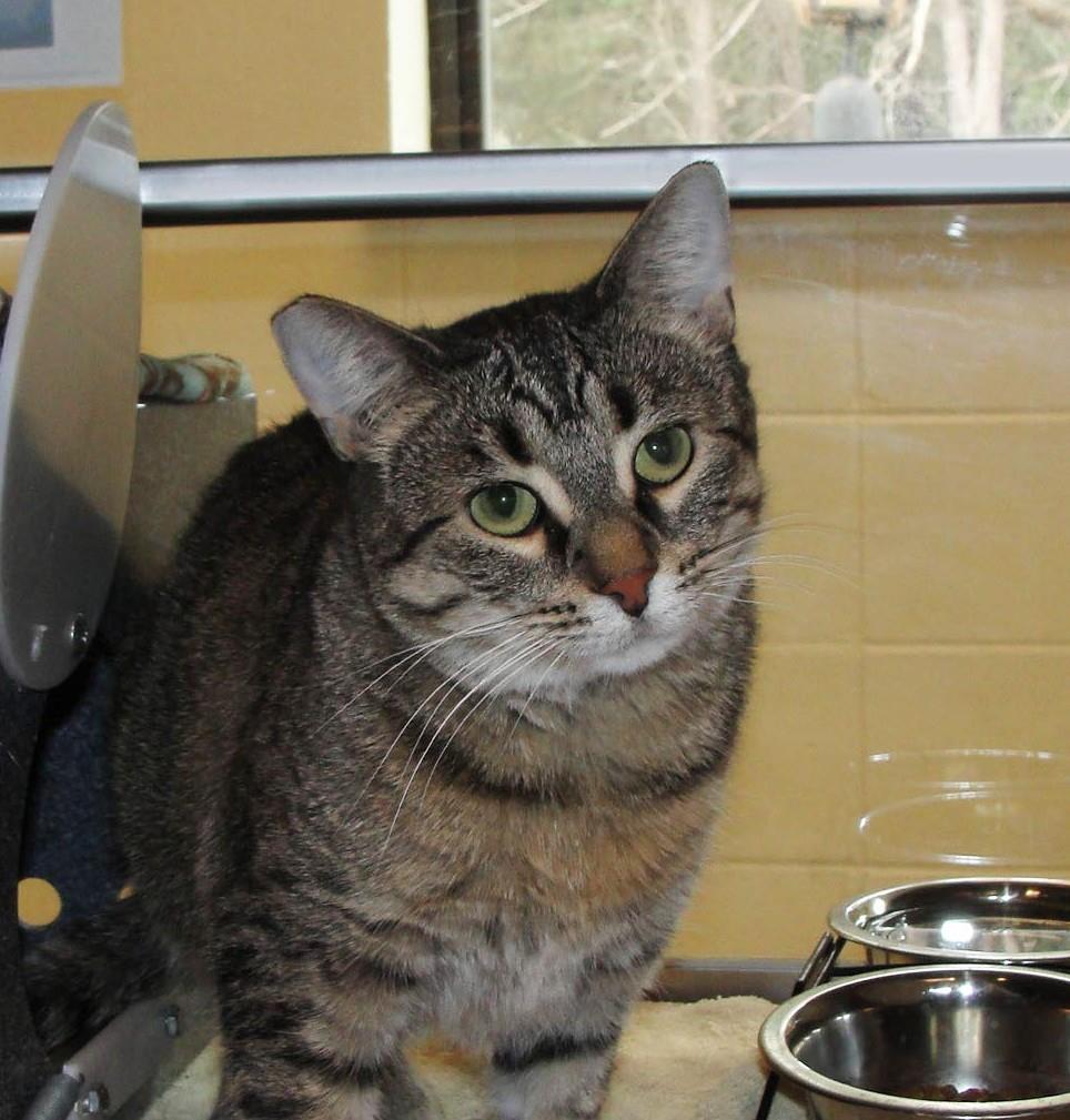 Root, Adoptable, Adult Female Domestic Short Hair.