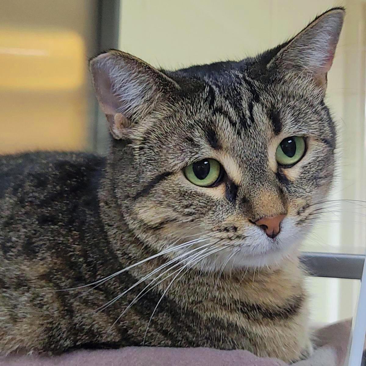 Root, a Adoptable Domestic Short Hair in Plover, WI image 2/3
