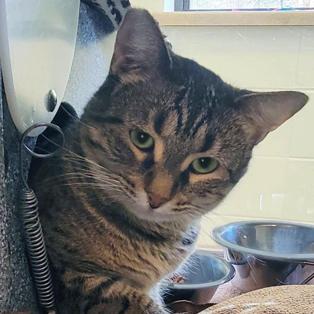 Root, a Adoptable Domestic Short Hair in Plover, WI image 3/3