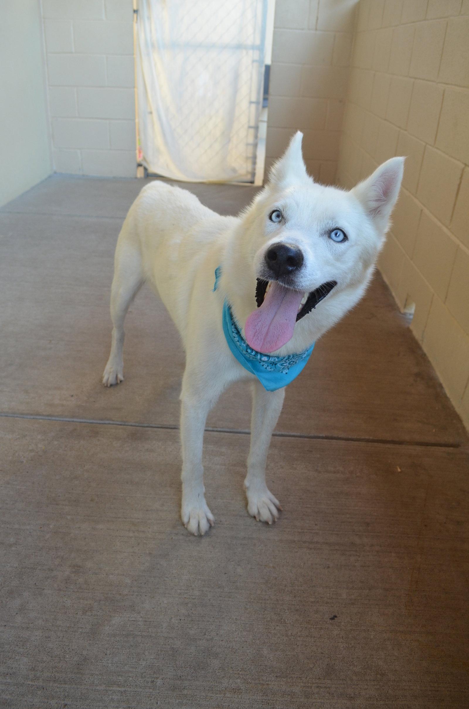Enlarge Scone, a Adoptable Husky in McKinney, TX image 1/3