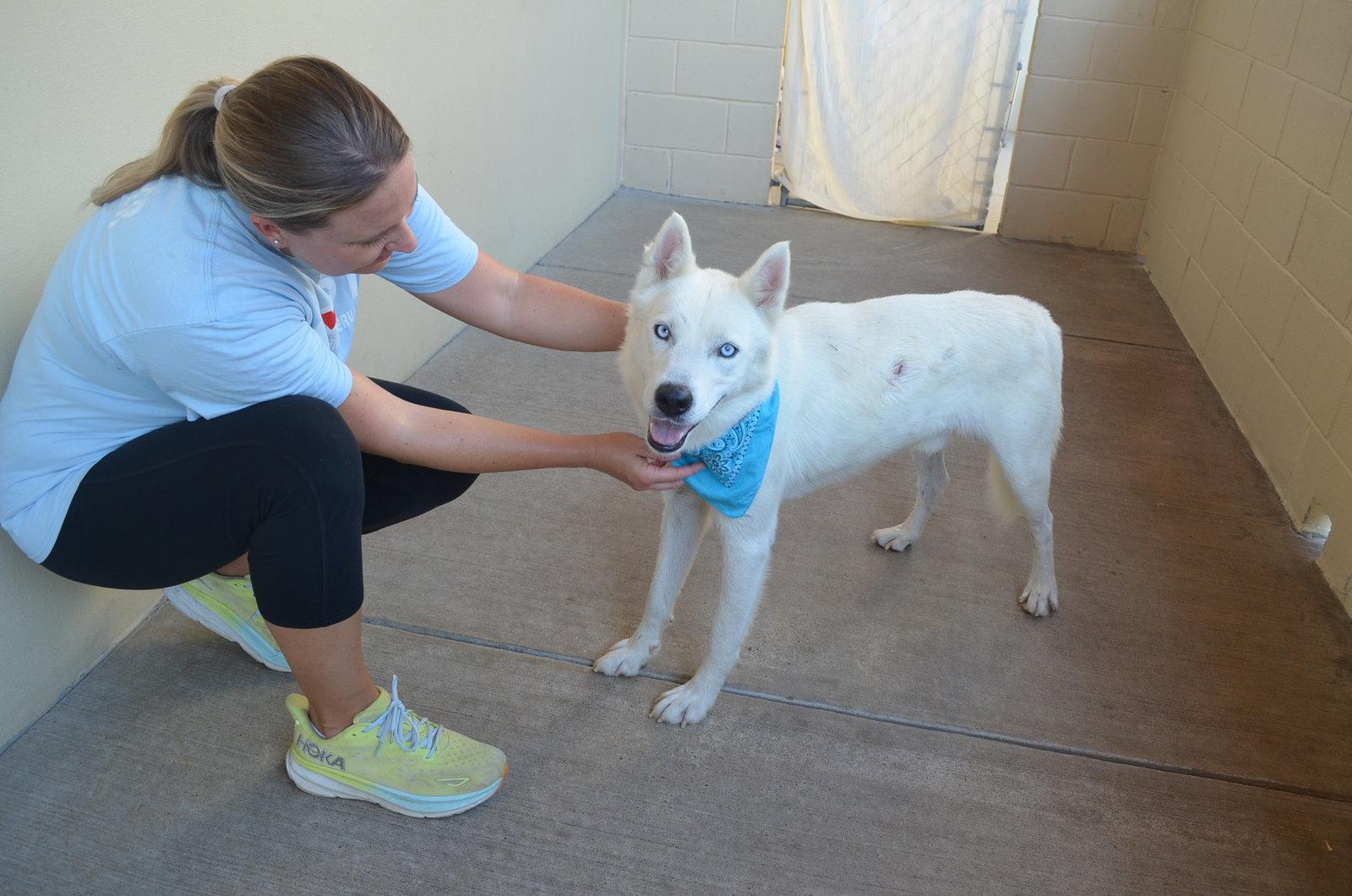 Enlarge Scone, a Adoptable Husky in McKinney, TX image 2/3