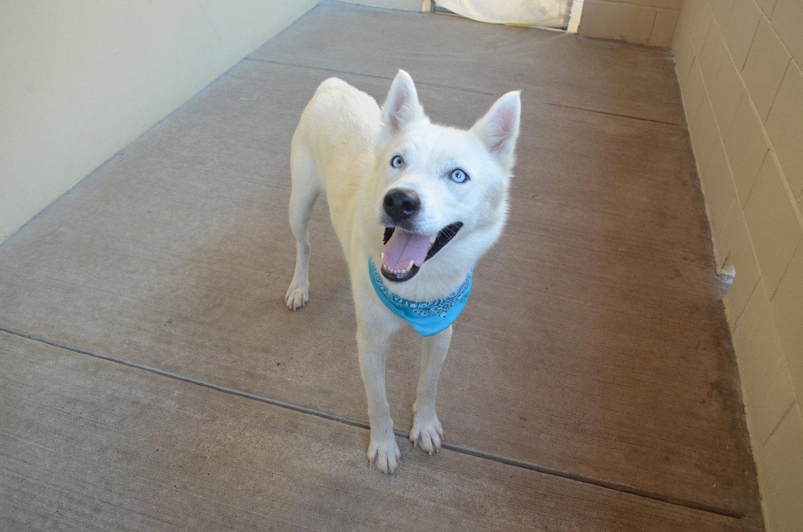 Enlarge Scone, a Adoptable Husky in McKinney, TX image 3/3