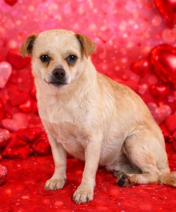 Chapito, Adopted, Adult Male Chihuahua.