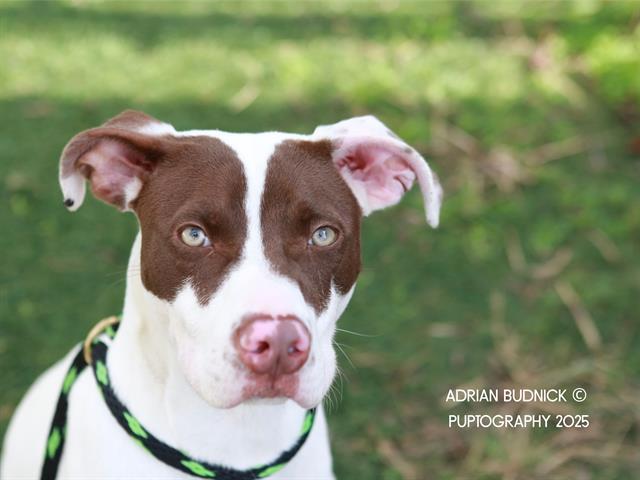 Enlarge TROLLI, a Adoptable Mixed Breed in Nashville, TN image 1/1