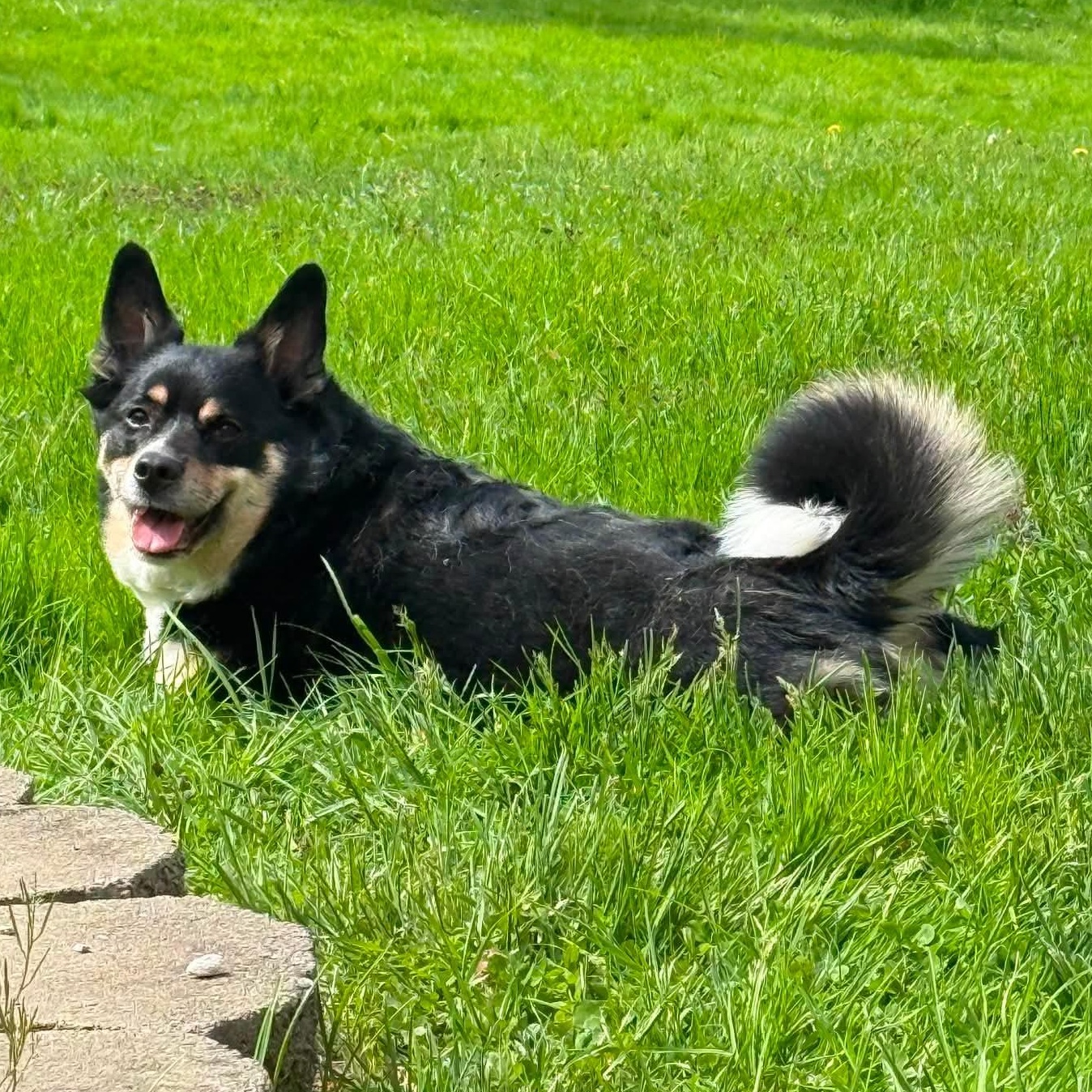 Milo, an adopted mixed breed in Rochester, NY image 2/5