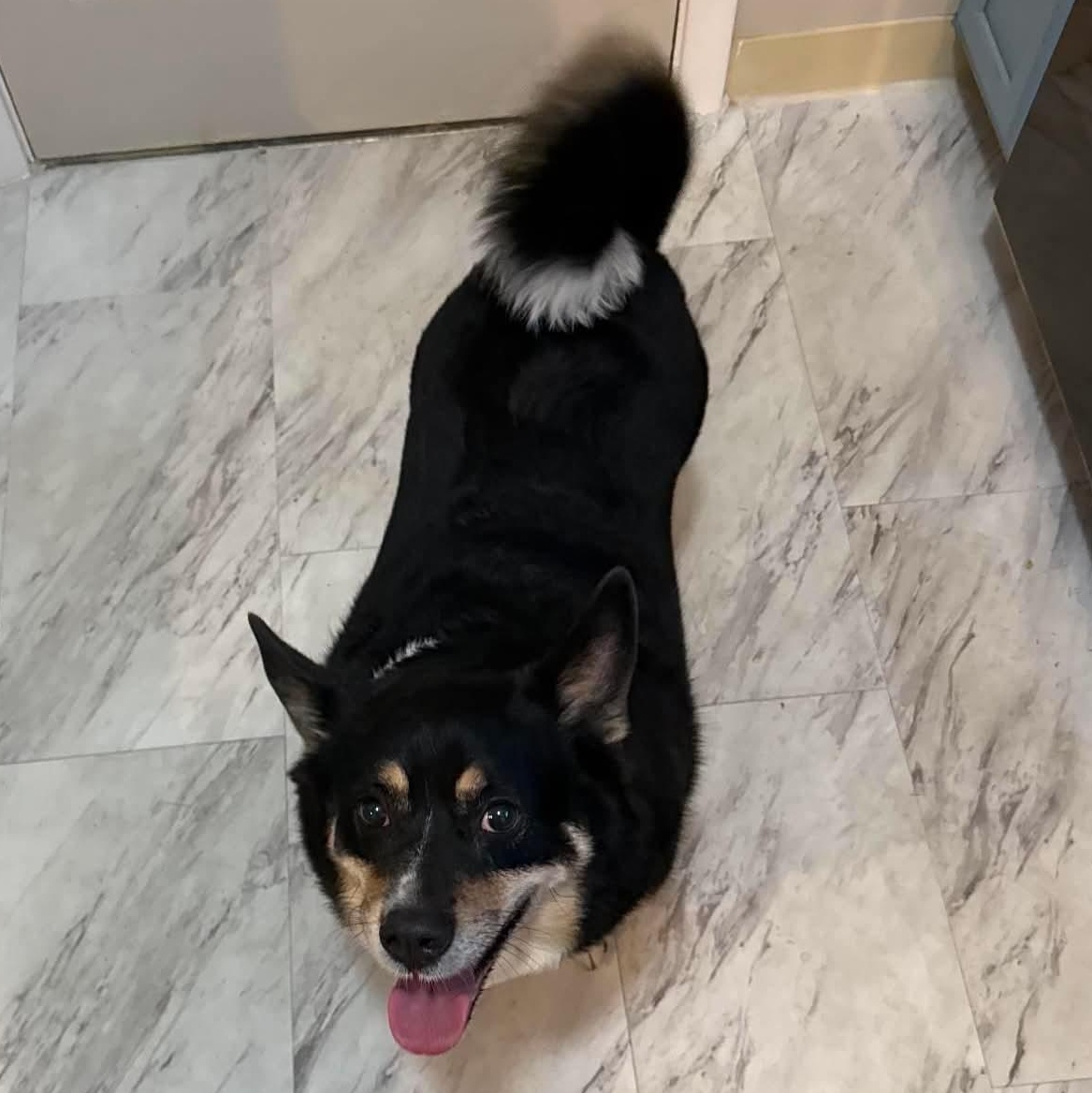 Milo, an adopted mixed breed in Rochester, NY image 5/5