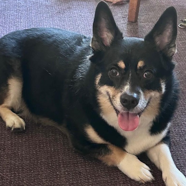 Milo, an adopted mixed breed in Rochester, NY image 1/5