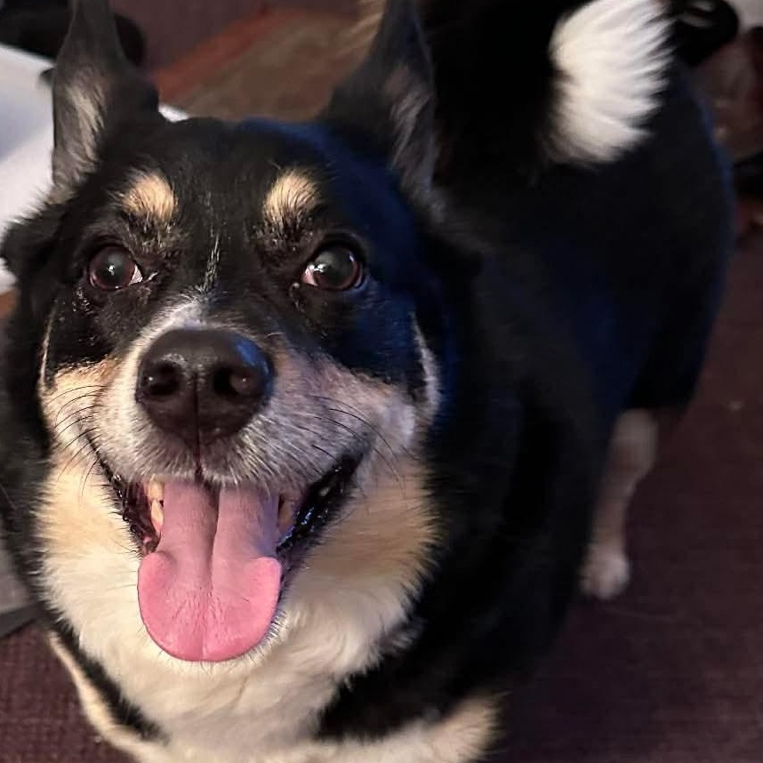 Milo, an adopted mixed breed in Rochester, NY image 4/5