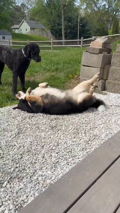 Enlarge Milo, an adopted mixed breed in Rochester, NY video 3/5