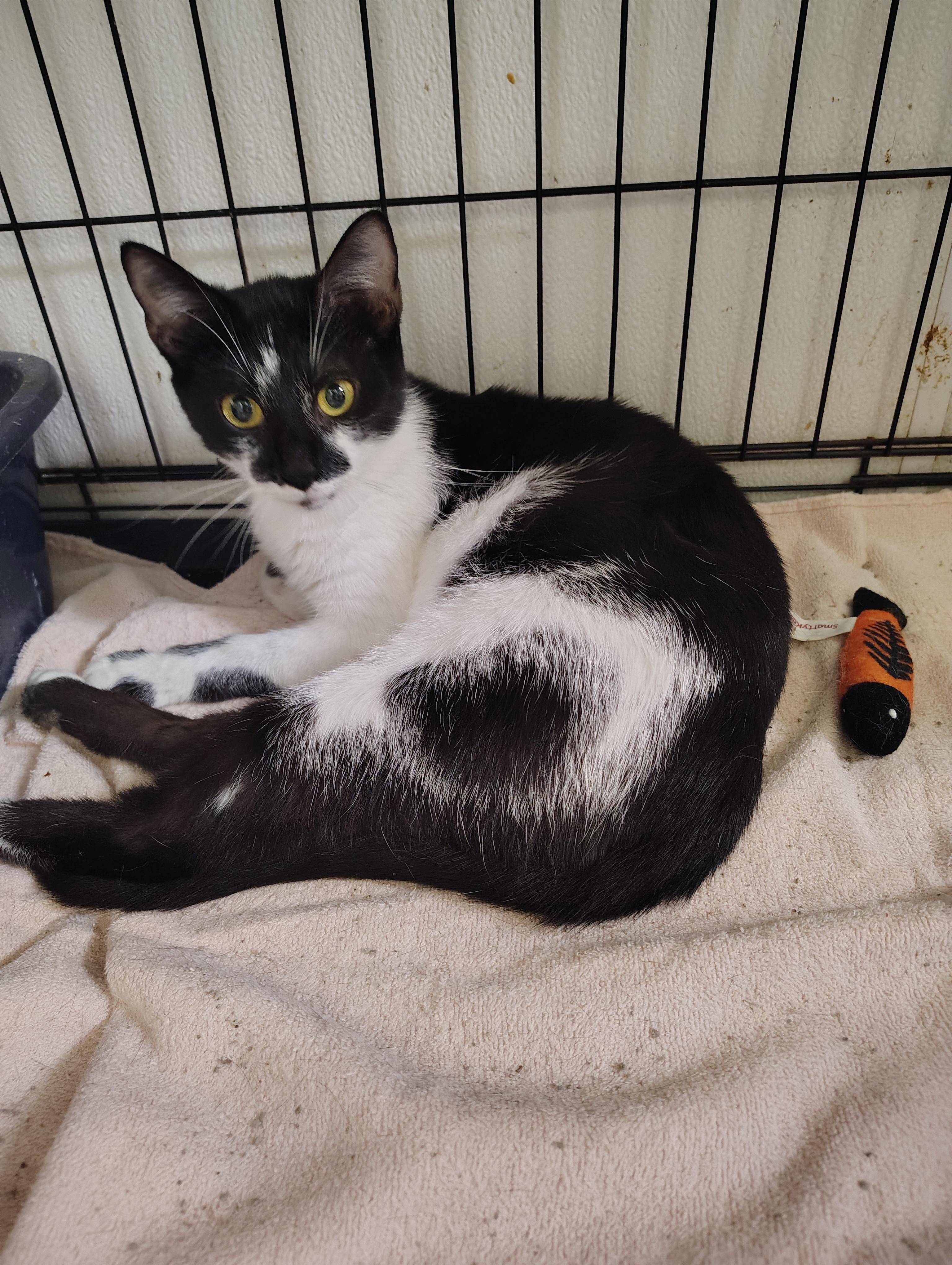 Ivy, Adult Female Domestic Short Hair