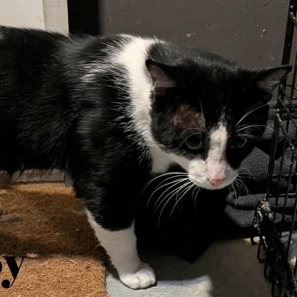 Roy, adopted, Adult Male Domestic Short Hair.