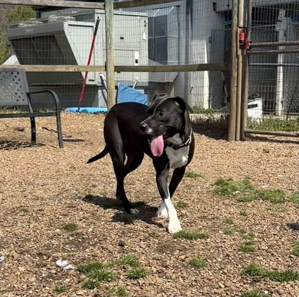 REBA, Adoptable, Adult Female Pit Bull Terrier & Mixed Breed.