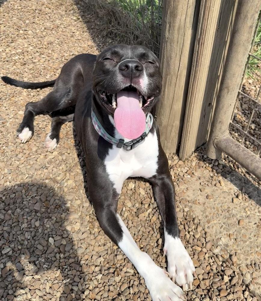 Enlarge REBA, a Adoptable mixed breed in Lexington, TN image 2/4