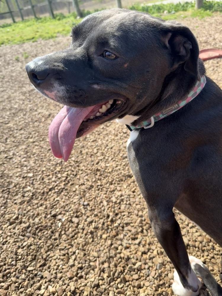 Enlarge REBA, a Adoptable mixed breed in Lexington, TN image 3/4