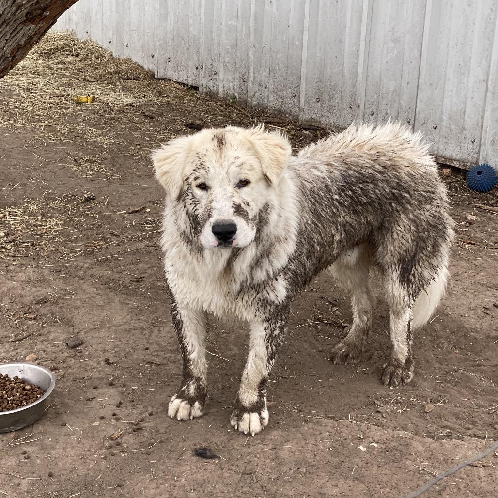 Enlarge Bodhi, a Adoptable mixed breed in Lockhart, TX image 3/4