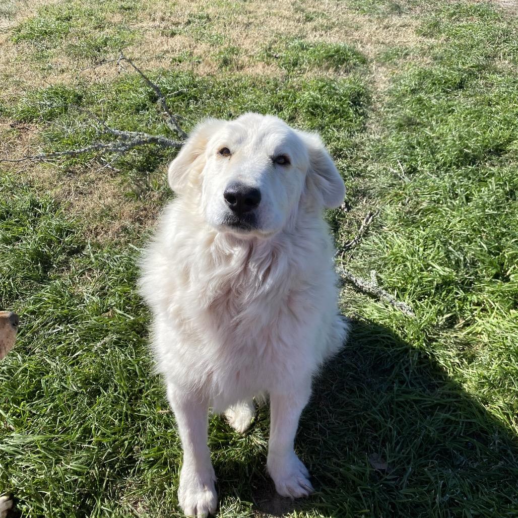 Enlarge Bodhi, a Adoptable mixed breed in Lockhart, TX image 1/4