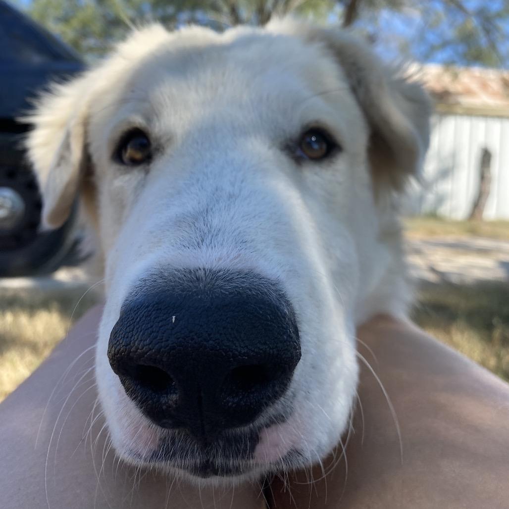 Enlarge Bodhi, a Adoptable mixed breed in Lockhart, TX image 2/4