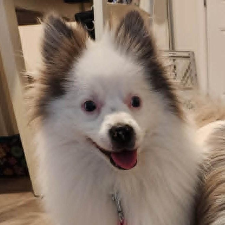Enlarge Handsome, a ADOPTABLE Pomeranian in Cherry Hill, NJ image 4/6