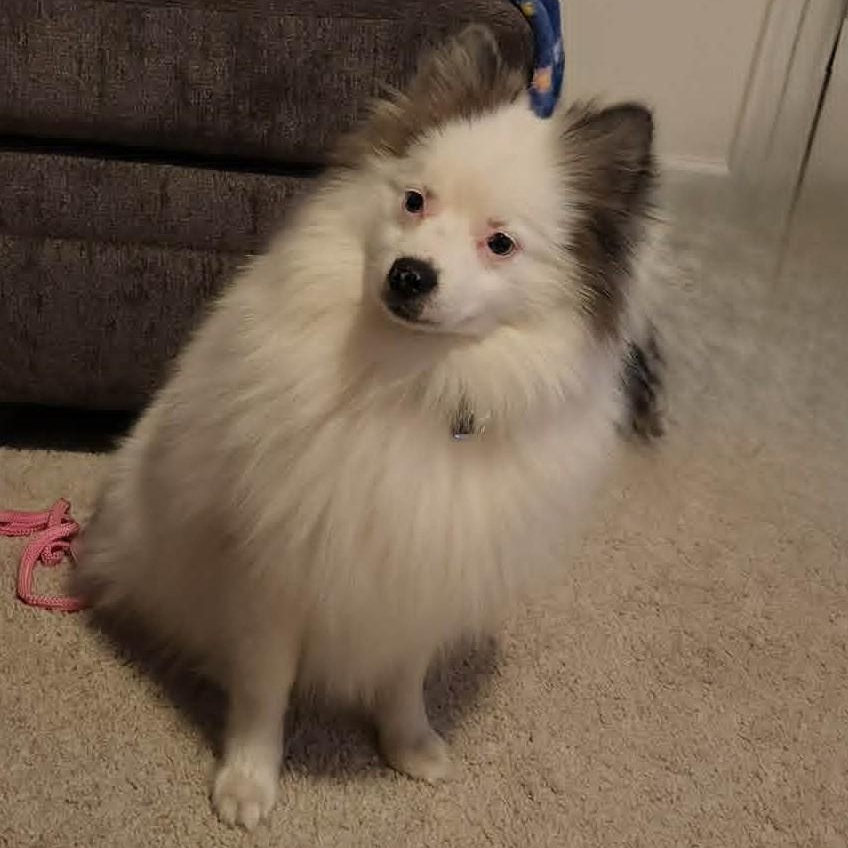 Enlarge Handsome, a ADOPTABLE Pomeranian in Cherry Hill, NJ image 5/6