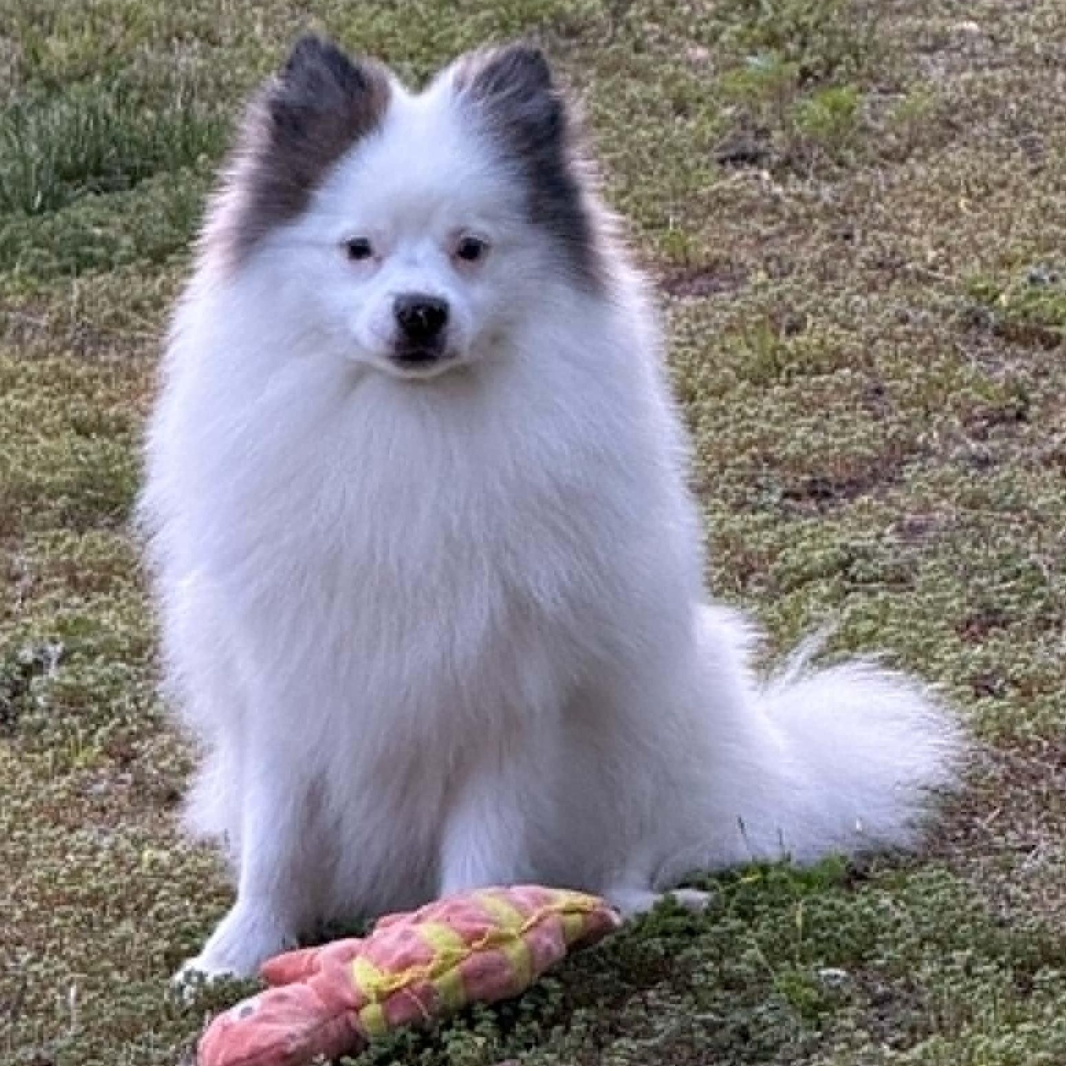 Enlarge Handsome, a ADOPTABLE Pomeranian in Cherry Hill, NJ image 2/6