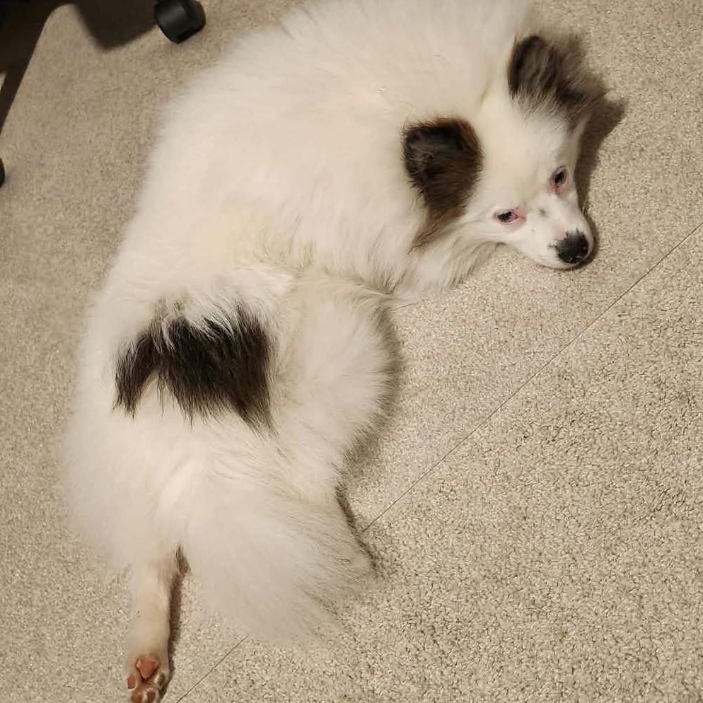Enlarge Handsome, a ADOPTABLE Pomeranian in Cherry Hill, NJ image 6/6