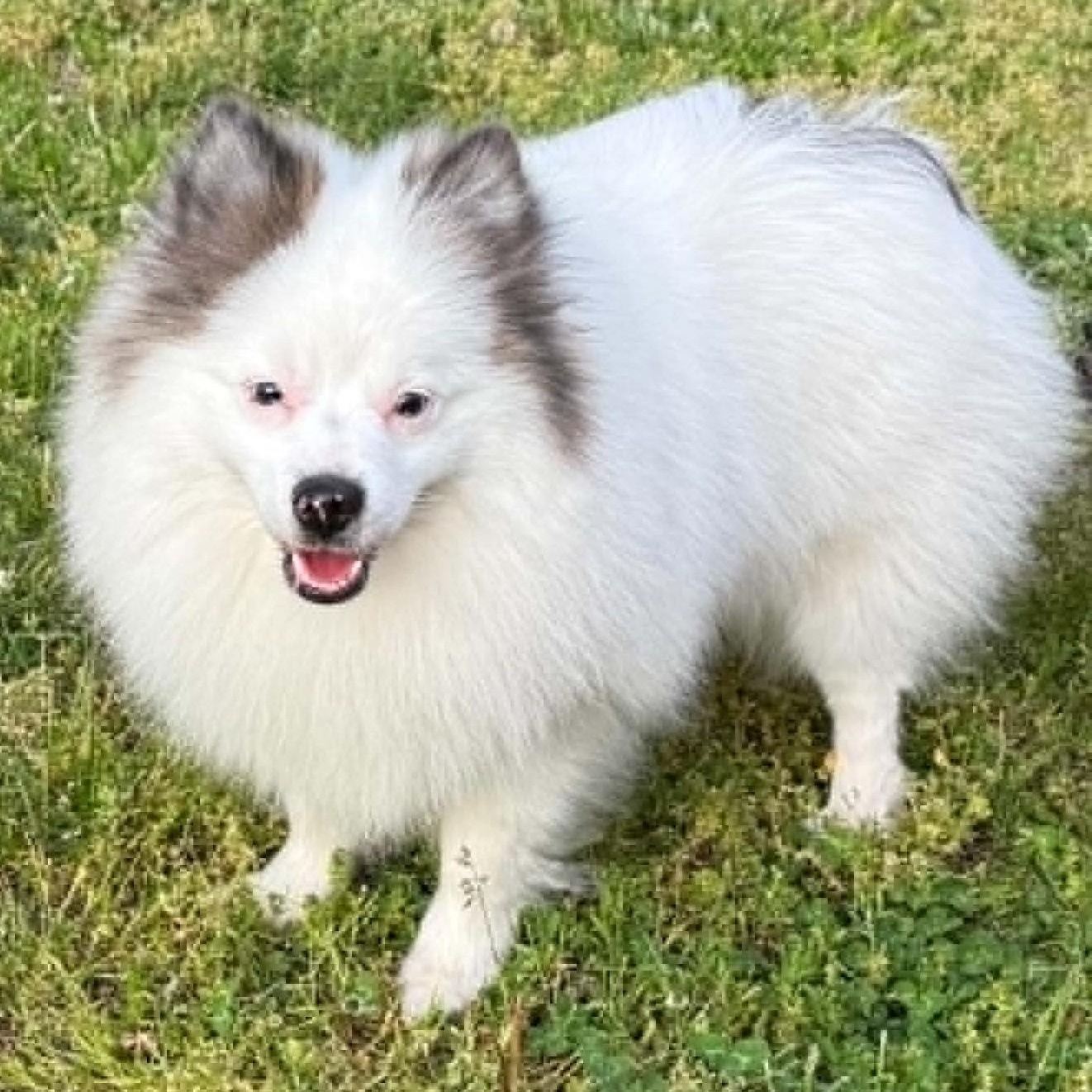 Handsome, ADOPTABLE, Puppy Male Pomeranian.