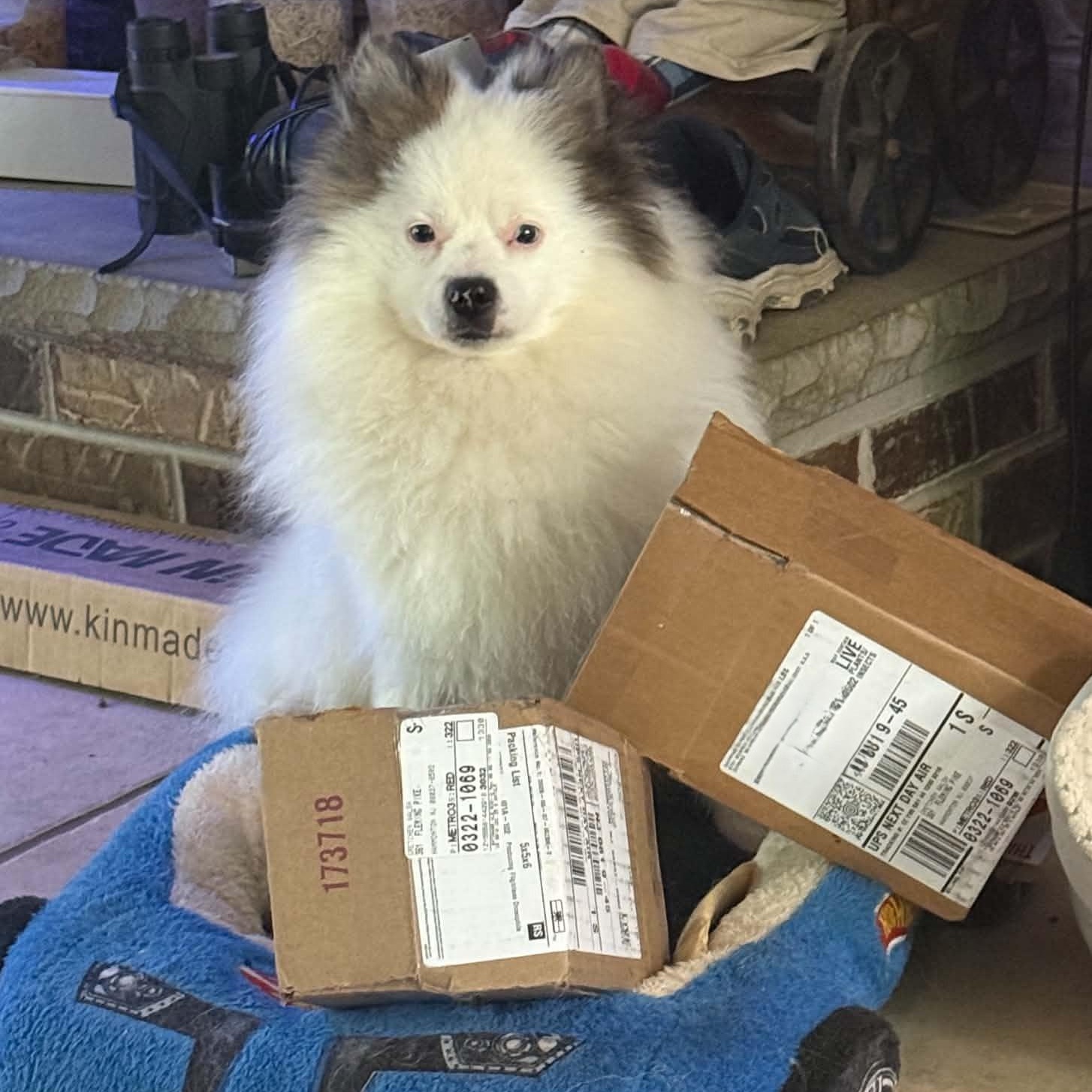Enlarge Handsome, a ADOPTABLE Pomeranian in Cherry Hill, NJ image 3/6