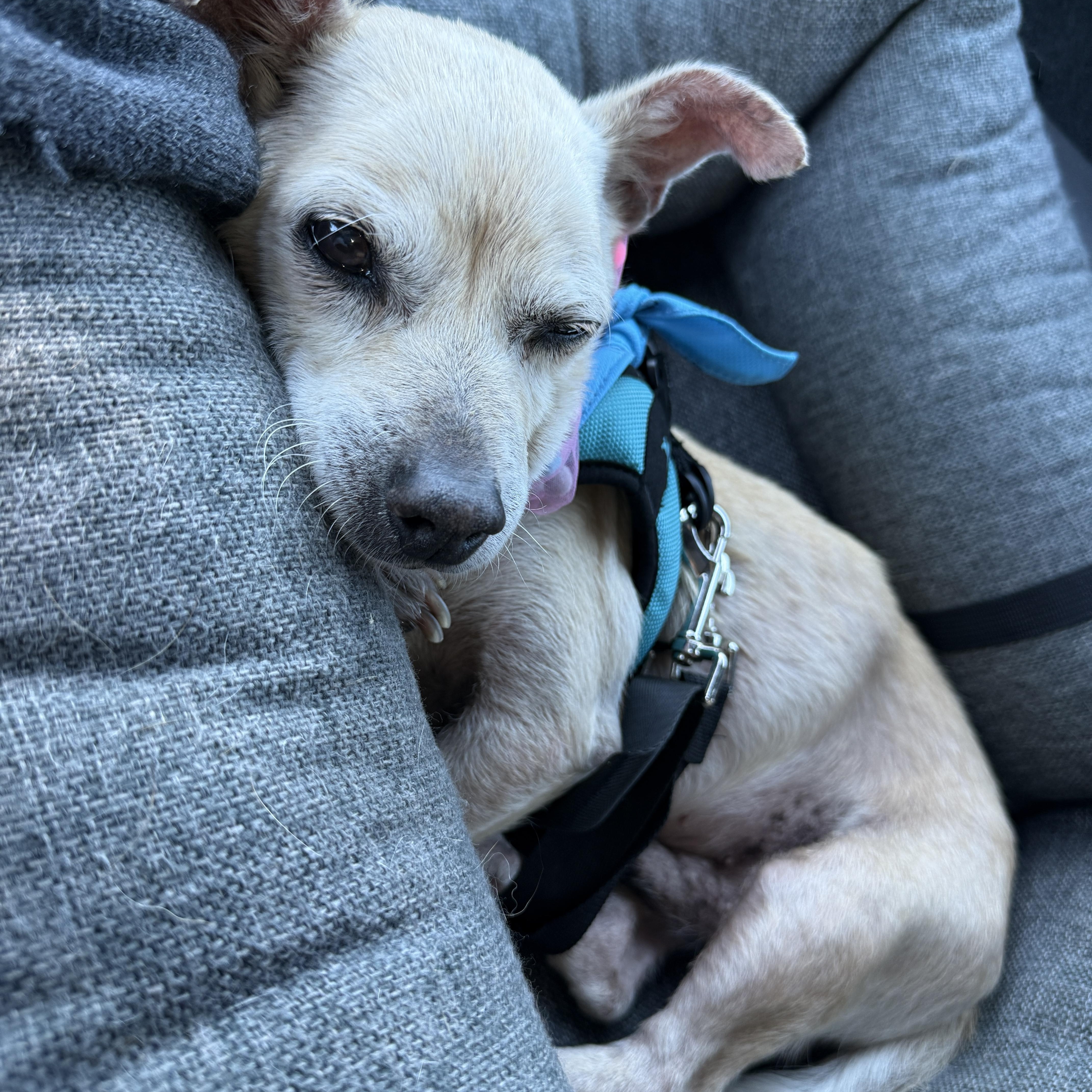 Mel Brooks, a Adoptable mixed breed in West Hollywood, CA image 4/4