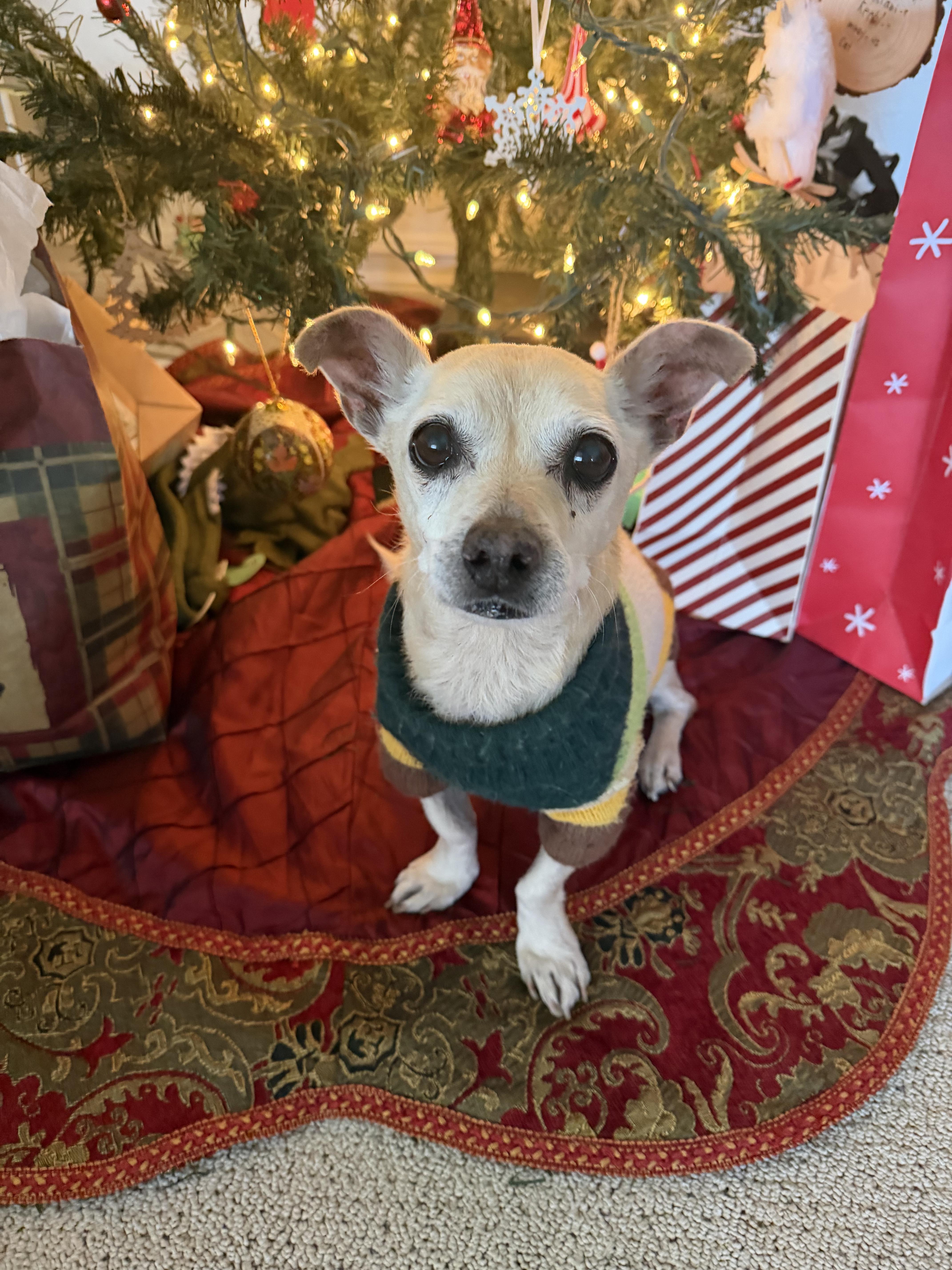 Enlarge Mel Brooks, a Adoptable mixed breed in West Hollywood, CA image 1/5