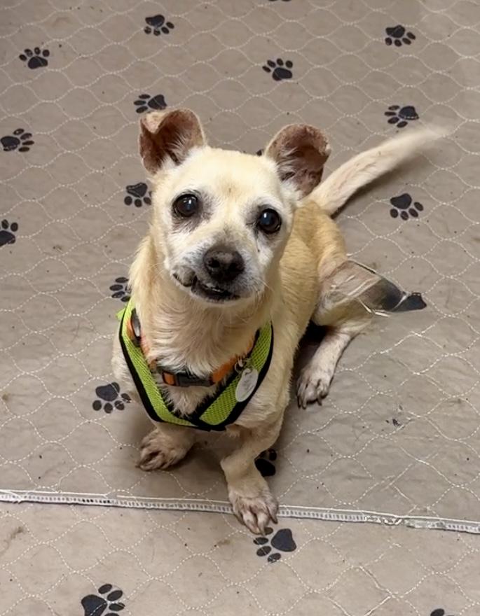 Mel Brooks, a Adoptable mixed breed in West Hollywood, CA image 2/4