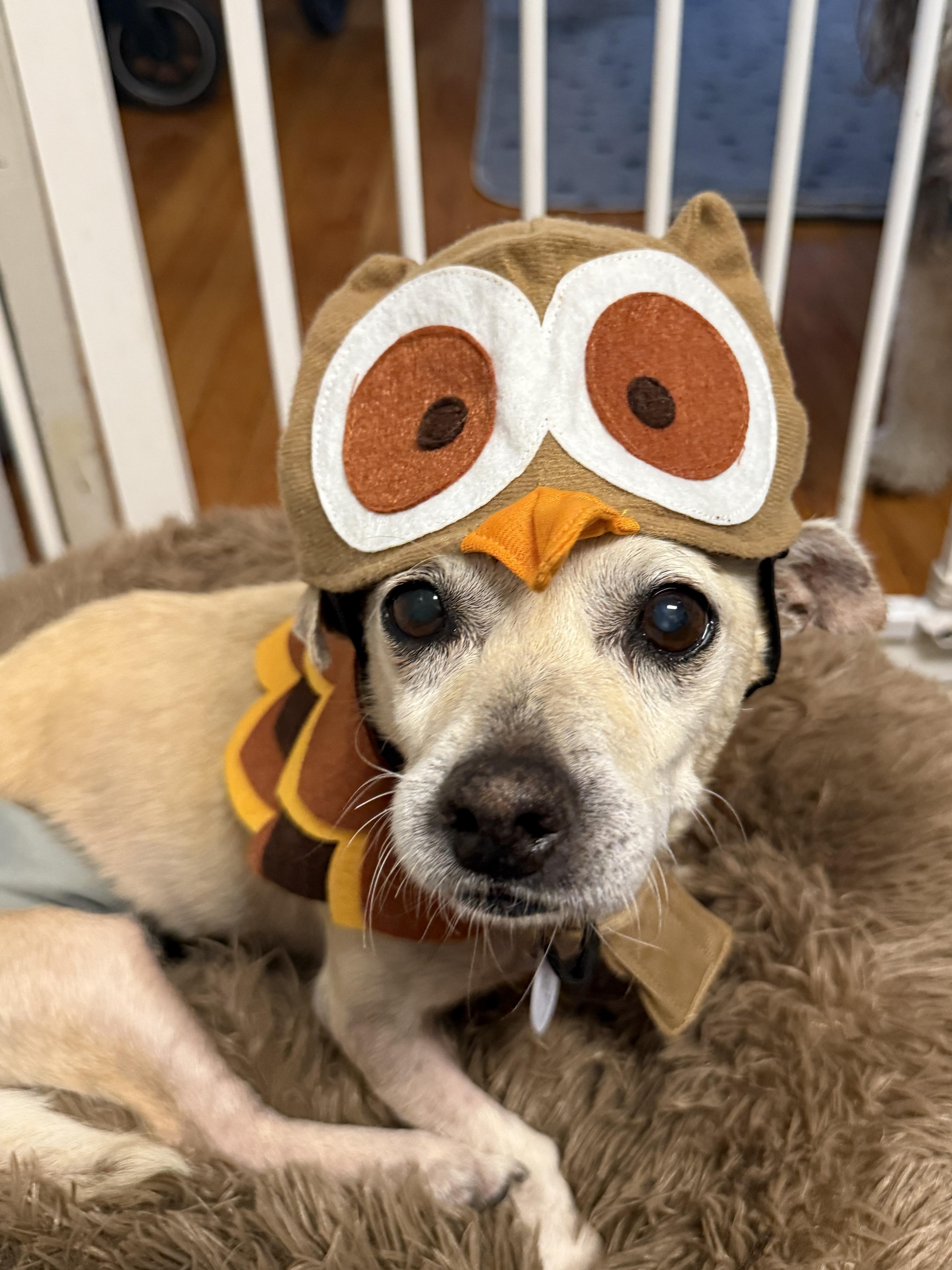 Mel Brooks, a Adoptable mixed breed in West Hollywood, CA image 1/4