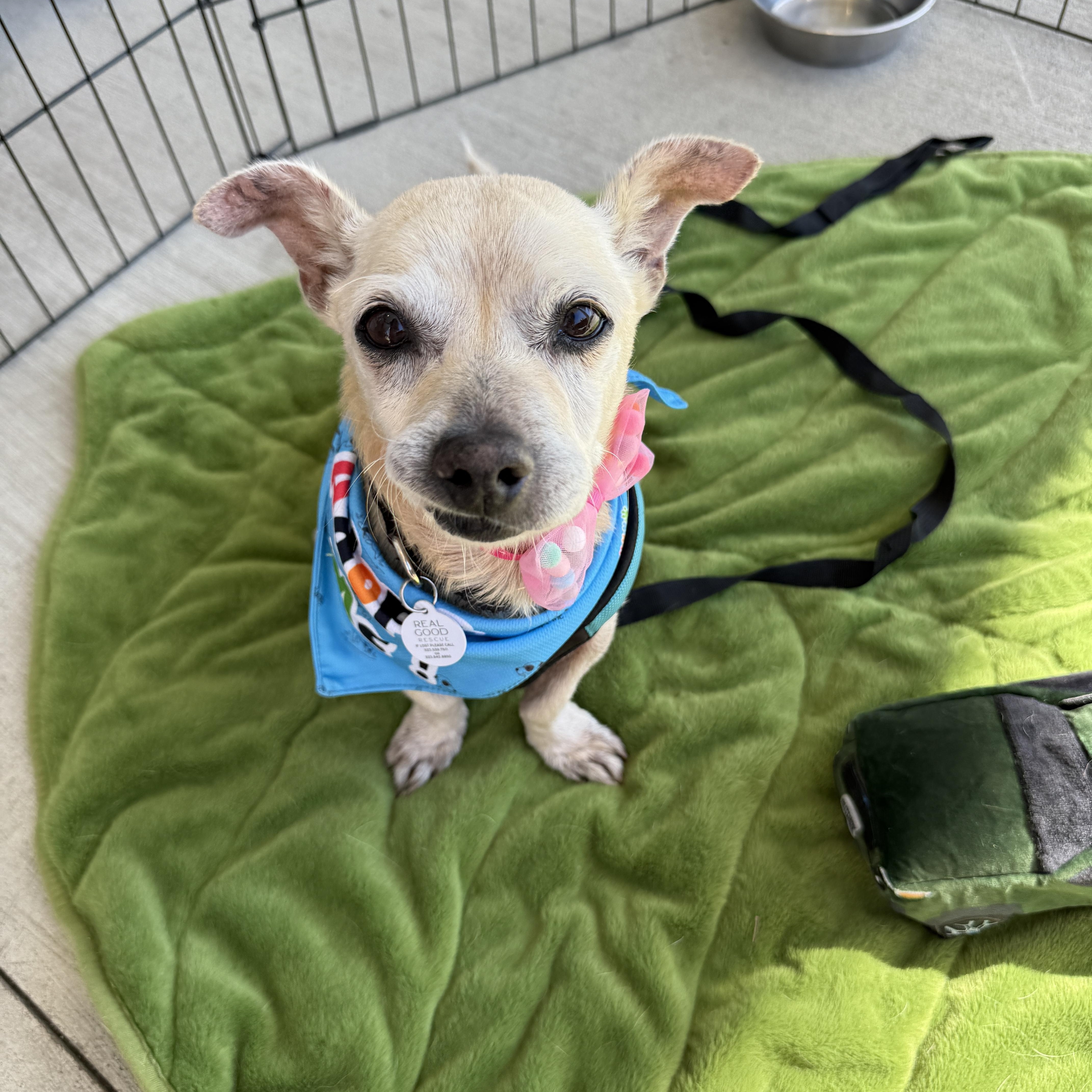 Mel Brooks, a Adoptable mixed breed in West Hollywood, CA image 3/4