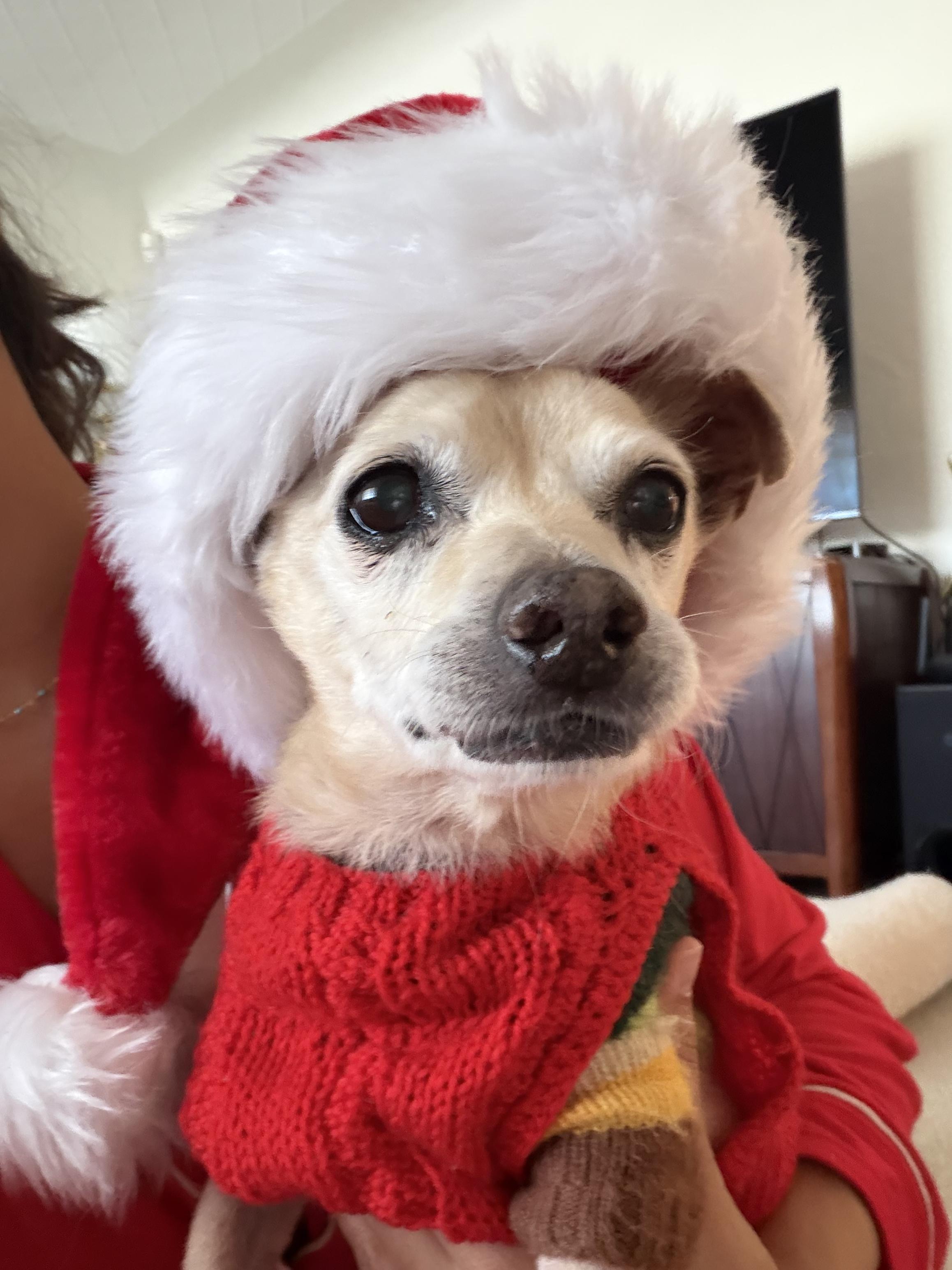 Enlarge Mel Brooks, a Adoptable mixed breed in West Hollywood, CA image 5/5