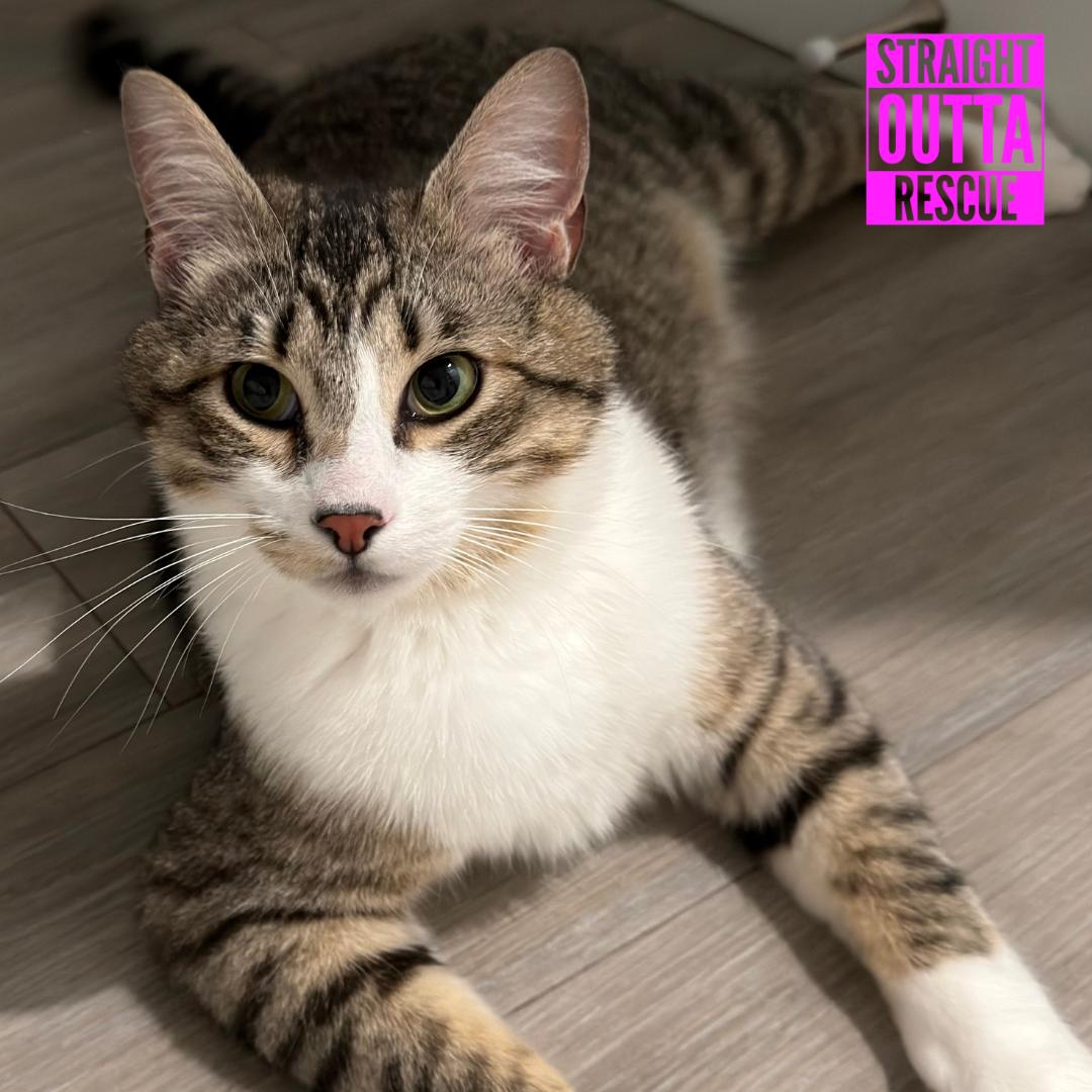 Mick, a ADOPTABLE Domestic Short Hair in Vancouver, BC image 4/6