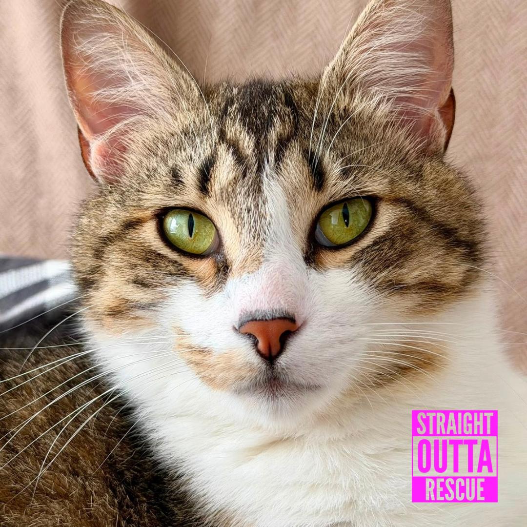 Mick, ADOPTABLE, Adult Male Domestic Short Hair.