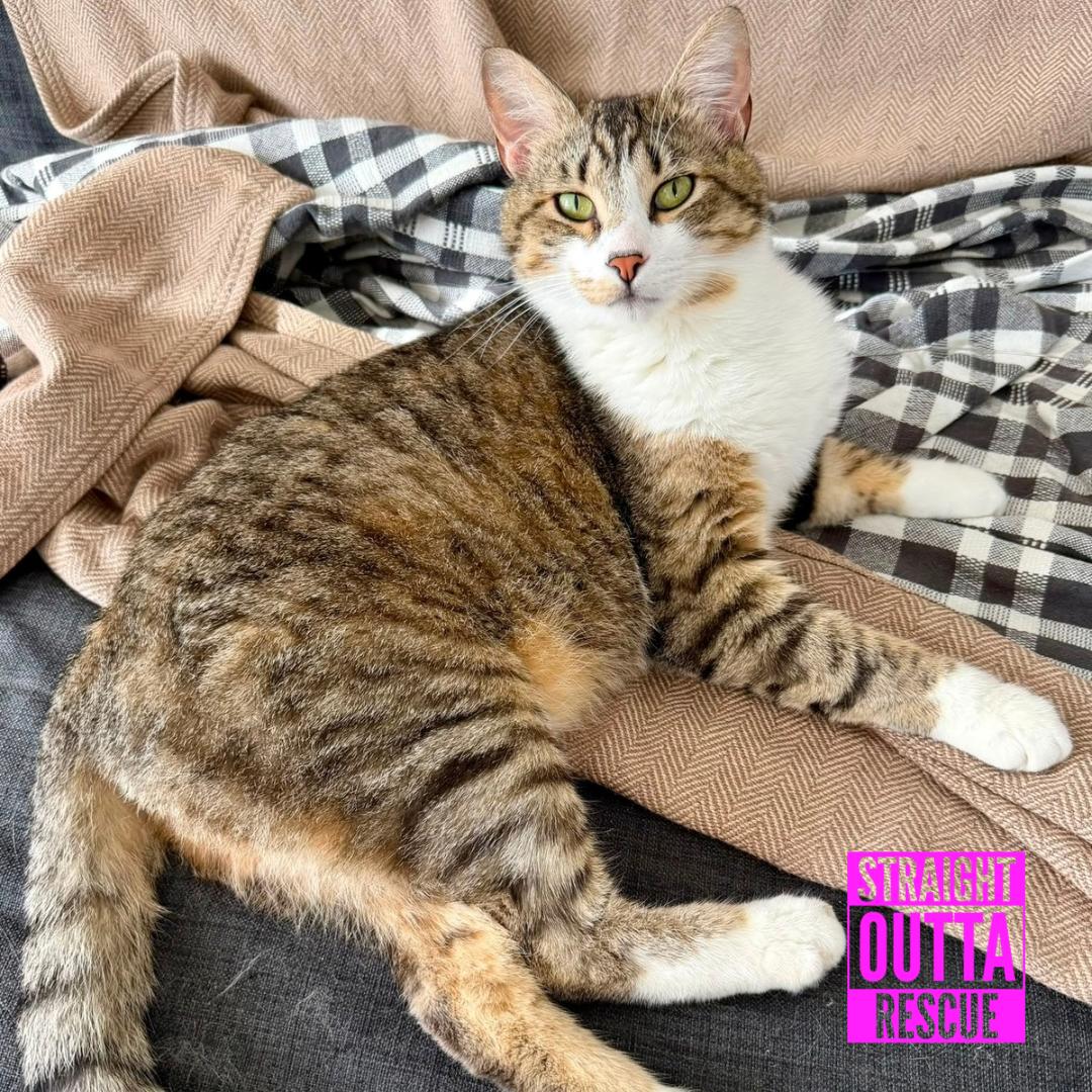 Mick, a ADOPTABLE Domestic Short Hair in Vancouver, BC image 2/6