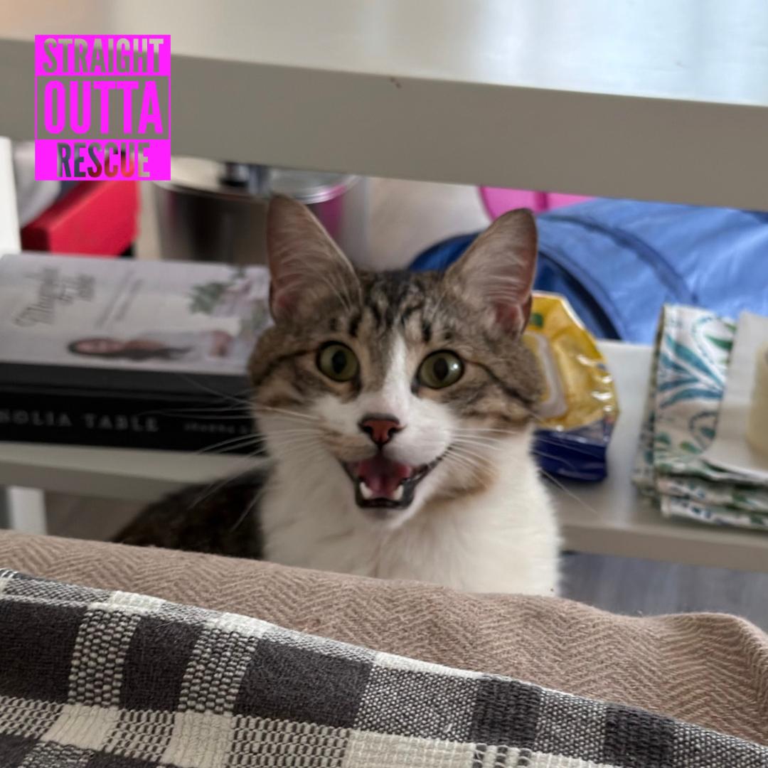 Mick, a ADOPTABLE Domestic Short Hair in Vancouver, BC image 6/6