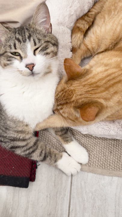 Enlarge Mick, a ADOPTABLE Domestic Short Hair in Vancouver, BC video 3/6
