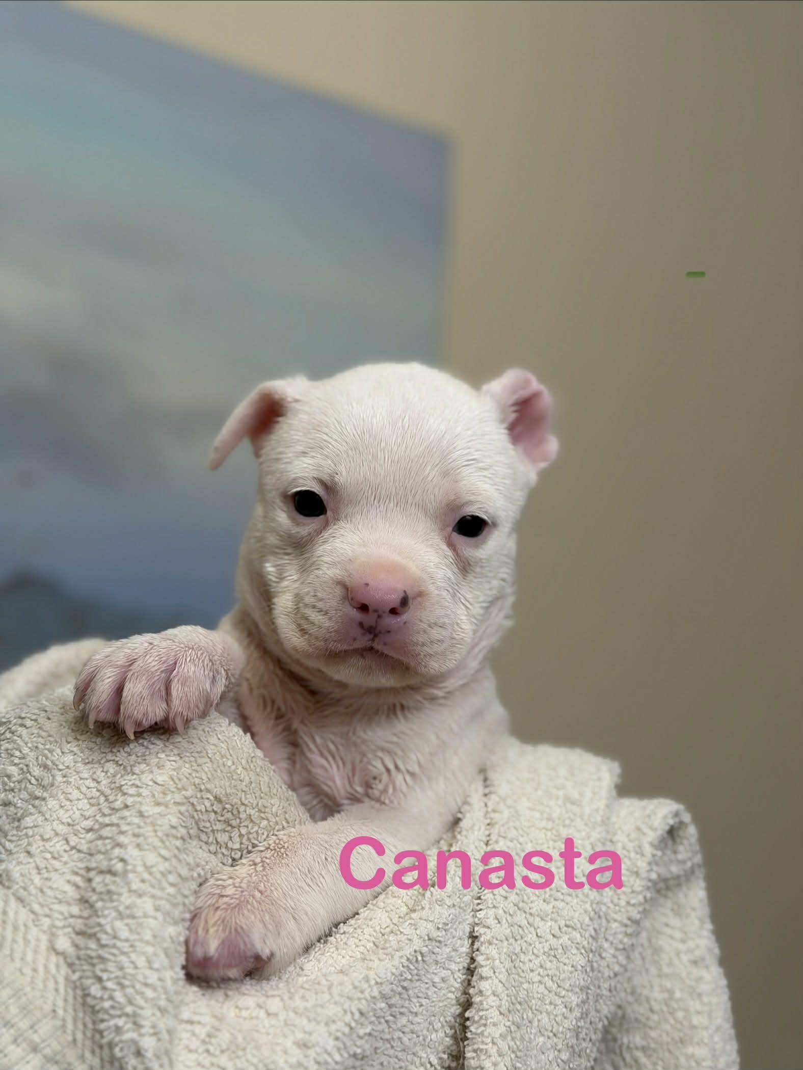 Opal (Canasta), Adopted, Young Female Pit Bull Terrier & Rat Terrier.