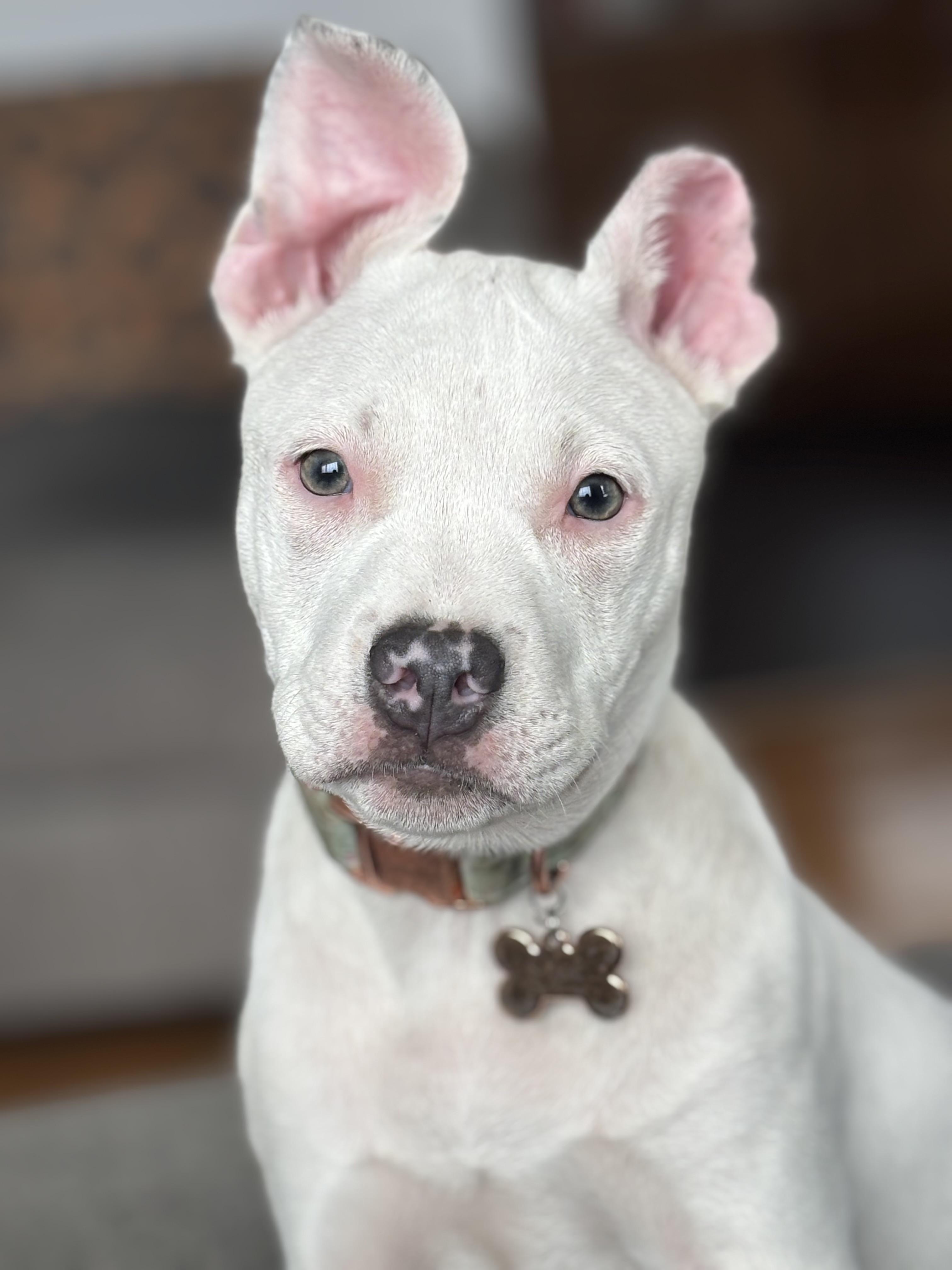 Enlarge Opal (Canasta), a Adopted mixed breed in St. Clair Shores, MI image 2/5