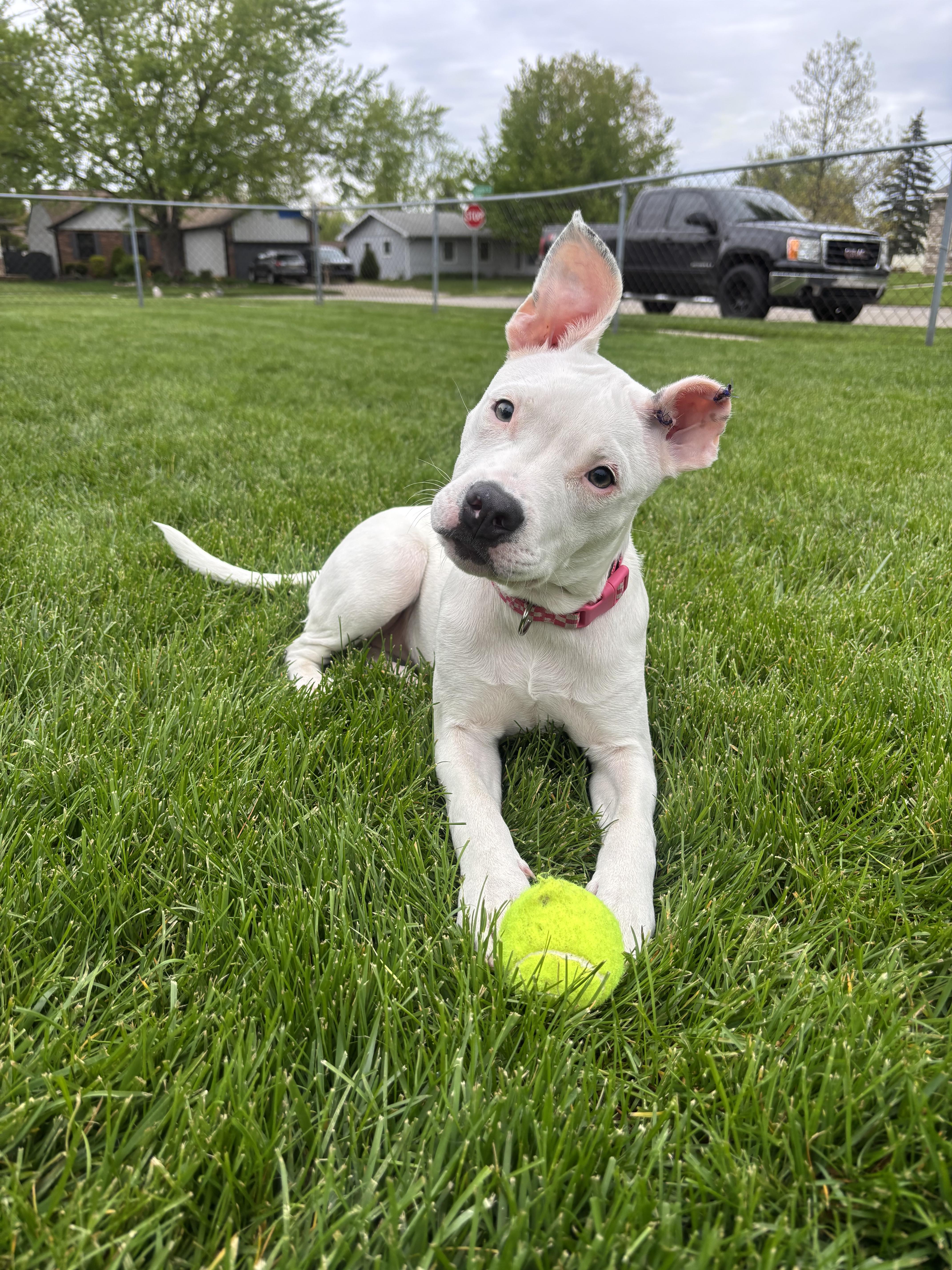 Enlarge Opal (Canasta), a Adopted mixed breed in St. Clair Shores, MI image 3/5